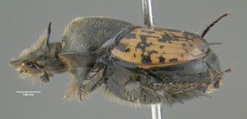 Media type: image;   Entomology 602112 Aspect: habitus lateral view